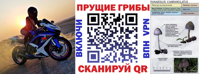 Галлюциногенные грибы MAGIC MUSHROOMS  где купить   Шадринск 